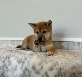 Wundersch�n Shiba Inu welpen
