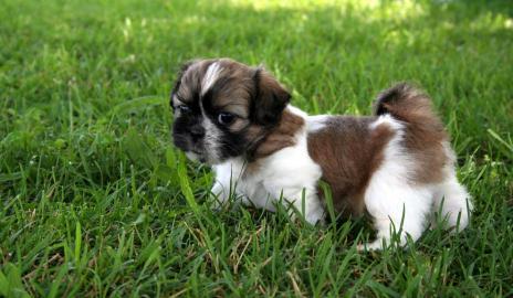 Bezaubernde Shih-Tzu Welpen