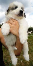 Pyren�enberghund Welpen