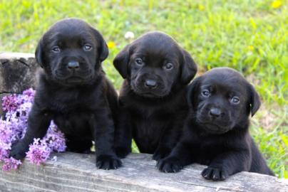 s�sse Reinrassiger Labrador Welpen Zum V
