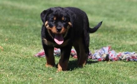 Super-Rottweiler Welpen zur Annahme