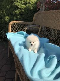 Wundersch�ne Mini Pomeranian Zwergspitz