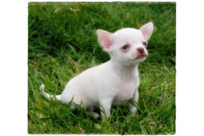 Super s��e mini chihuahua welpen mit pap
