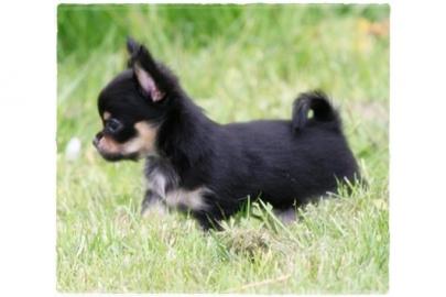 Super s��e mini chihuahua welpen mit pap