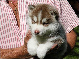 Husky babys  200 euros