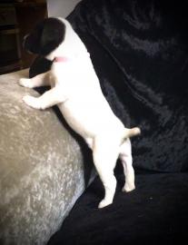 Sch?ne Jack Russell Terrier-Welpen