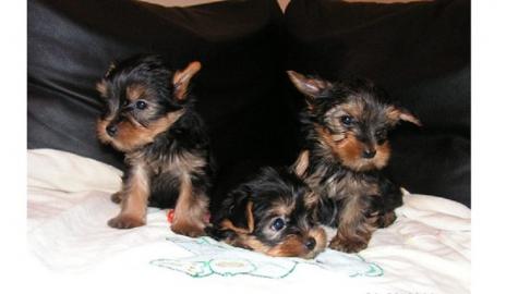 Yorkshire Terrier Welpen