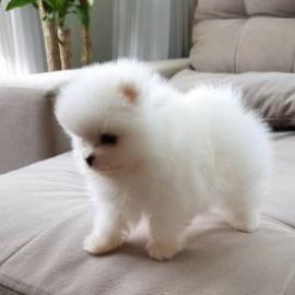 Zwergspitz/ Pomeranian mit Stammbaum . Wh