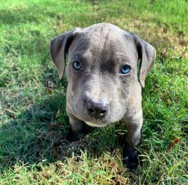 S??er und verspielter Pitbull zur Adopti