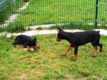 Dobermann Welpen mit Papiere