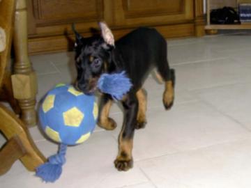 Dobermann Welpen mit Papiere