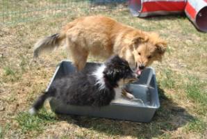 Traumhafte Sheltie - Welpen