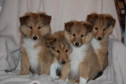 Traumhafte Sheltie - Welpen
