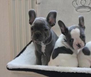 Franz�sische Bulldoggen Welpen Blue/ Bla