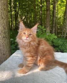 Maine-Coon-K�tzchen zu verkaufen!