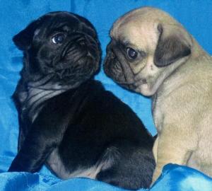 Mops Welpen aus Champions-Linien