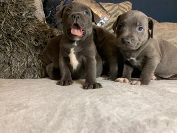 Blauwe Staffordshire-pups