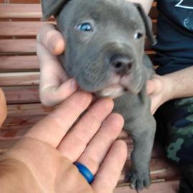 Wunderbarer Pitbull zur Adoption