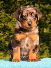 Beauceron Welpen mit Stammbaum FCI
