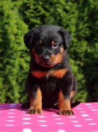 Beauceron Welpen mit Stammbaum FCI