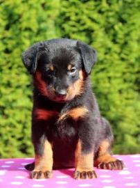 Beauceron Welpen mit Stammbaum FCI
