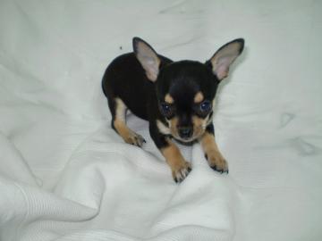Top mini Chihuahua Welpen