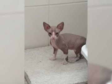 Don Sphynx / Nackte Katzen