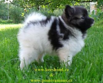 Deutscher Spitz Welpen mit Stammbaum