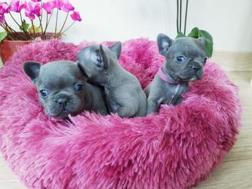 Franz?sische Bulldoggen