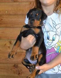 Reinrassige Dobermannwelpen vom Bauernho
