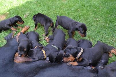 Reinrassige Dobermannwelpen vom Bauernho