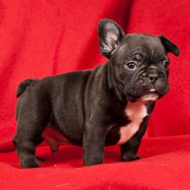 Franz�sische Bulldogge Welpen mit Papie
