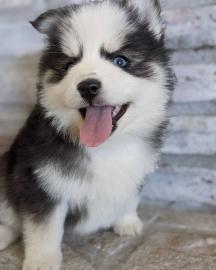 Teetasse Pomsky Welpen