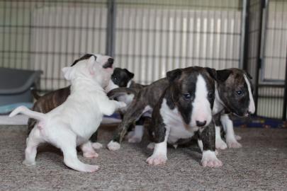 3 wundersch�ne Miniatur Bullterrier Welp