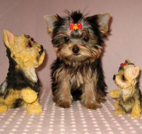 zwei gesunde Yorkshire Terrier