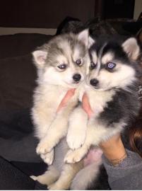 Sch�ne reinrassige Pomsky,