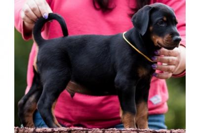 12 Wochen junge Dobermann Welpen suchen
