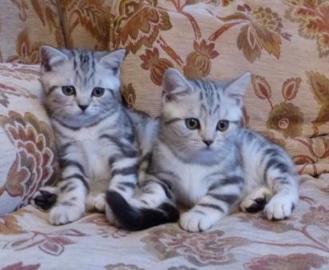Britisch Kurzhaar BKH silver-tabby