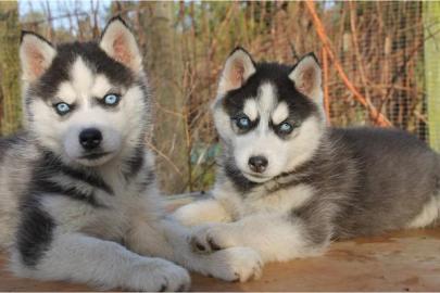 Orginal Siberian Husky Welpen