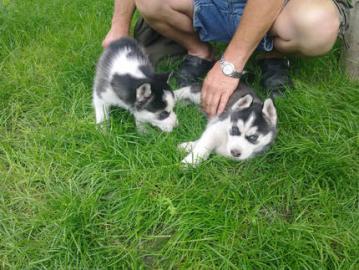iberian Husky-Welpen