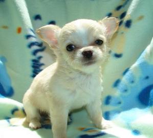 Mini-Chihuahua-Welpen (Langhaar und.  Kur
