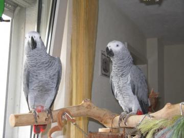 handzahme Graupapageien -
