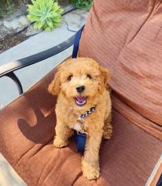 Goldendoodle-Welpen