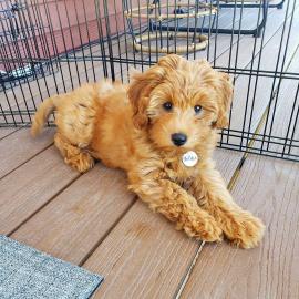 Goldendoodle-Welpen