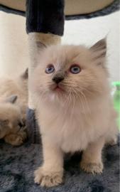 Ragdoll K?tzchen