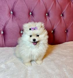 Zwei wundersch�ne Zwergspitz (Pomeranian