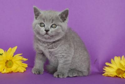 Britisch Kurzhaar K�tzchen