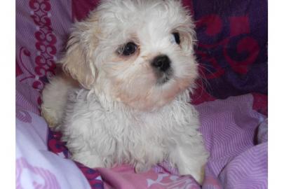 Shi-tzu Mix welpen