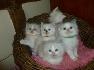 Ragdoll K?tzchen