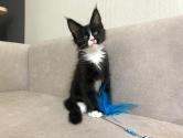Maine Coon-K?tzchen